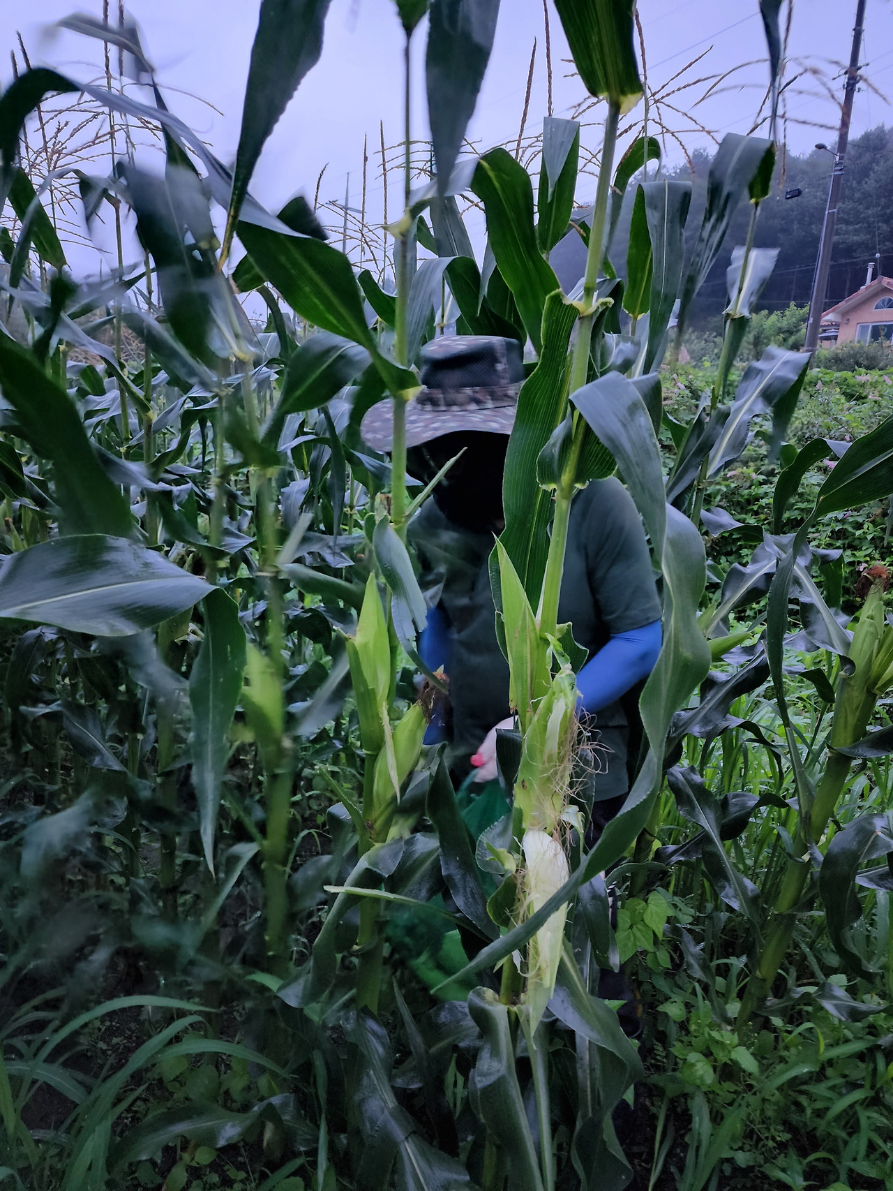 횡성 16주차 목요일_옥수수 수확 시범을 보이는 대표님_20220804_062525.jpg