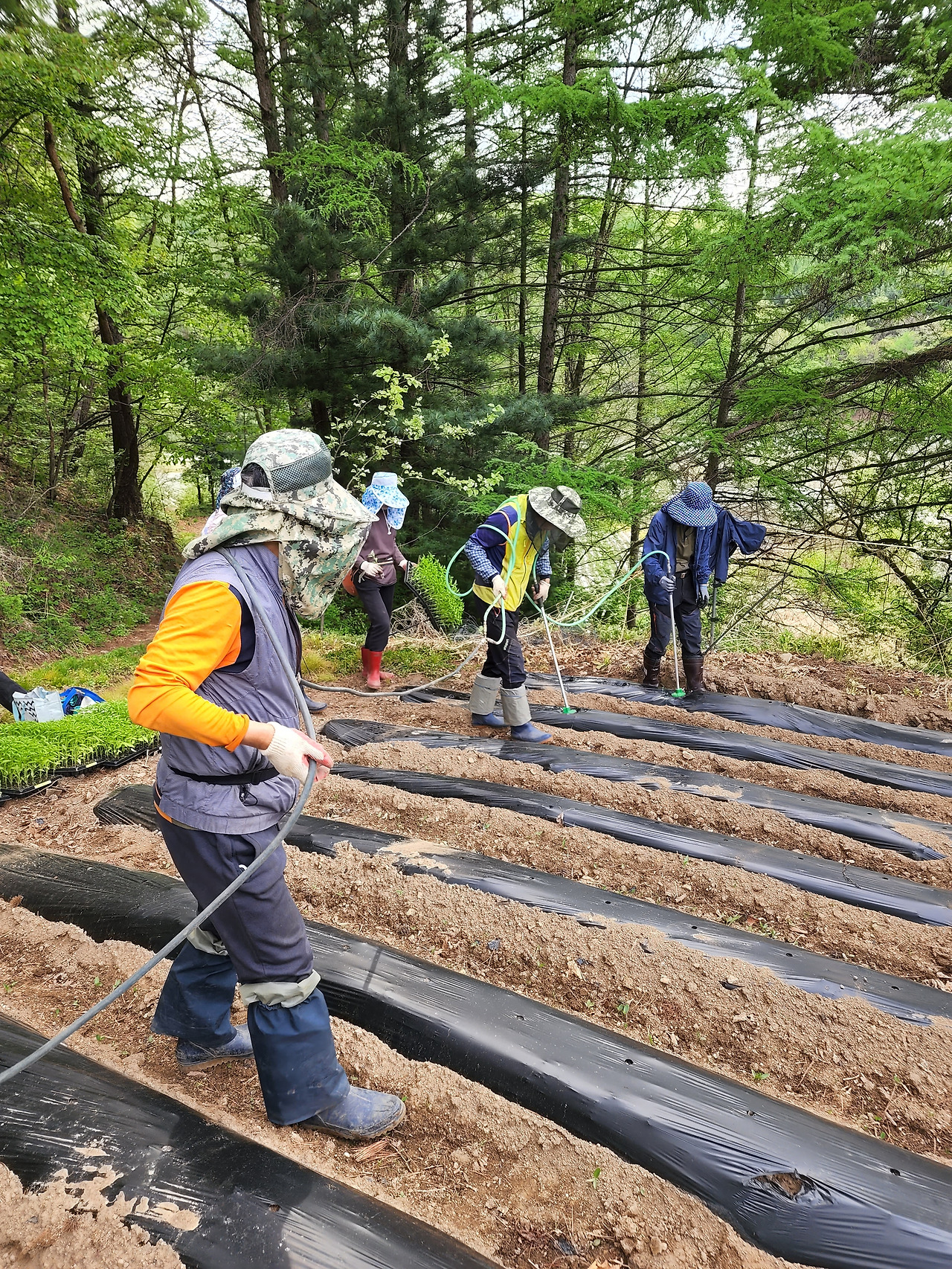 횡성 4주차 화요일_고추 정식 전 물주기_20220510_084610.jpg