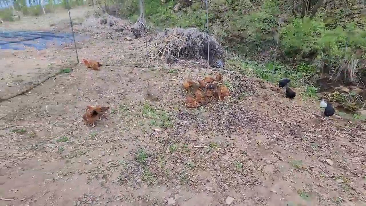 횡성 3주차 토요일_닭가족들의 입학_20220507-071710.jpg