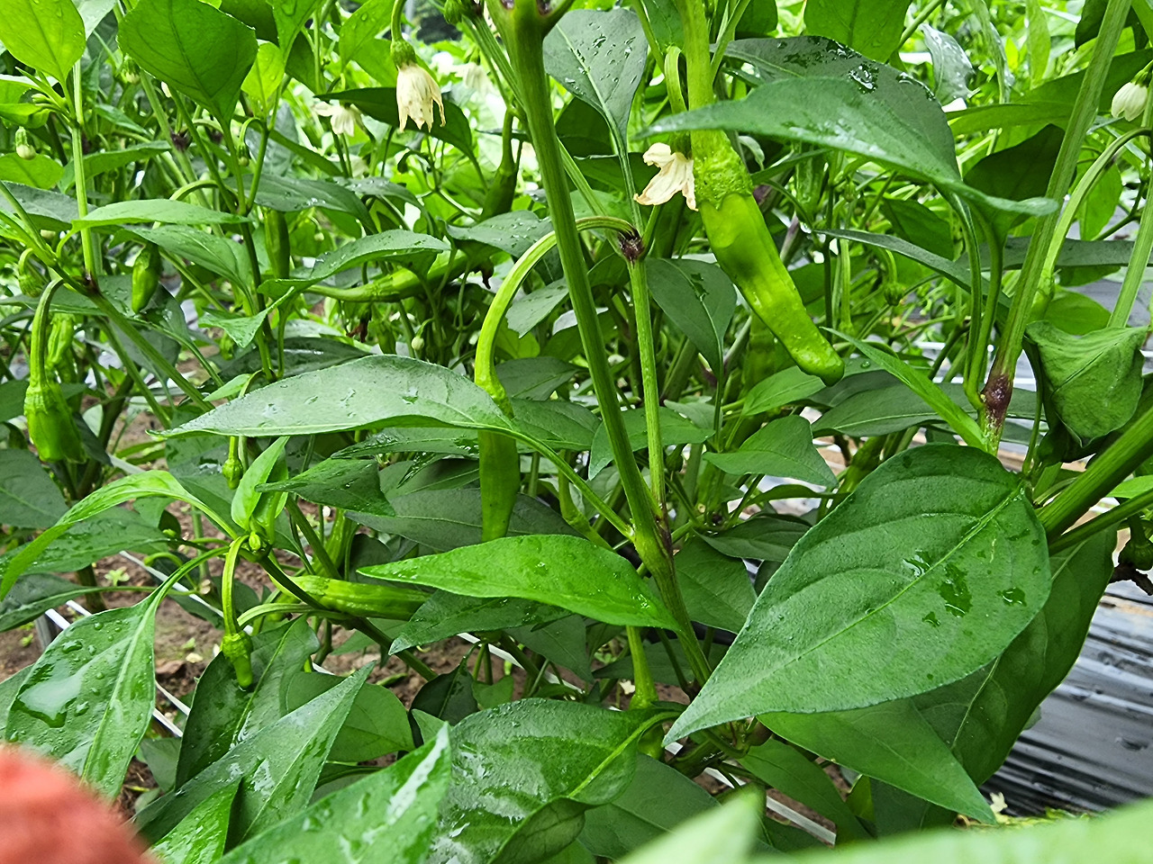 횡성 14주차 월요일_꽈리고추 따기_잔뜩 자라난 꽈리고추들_20220718_070726.jpg