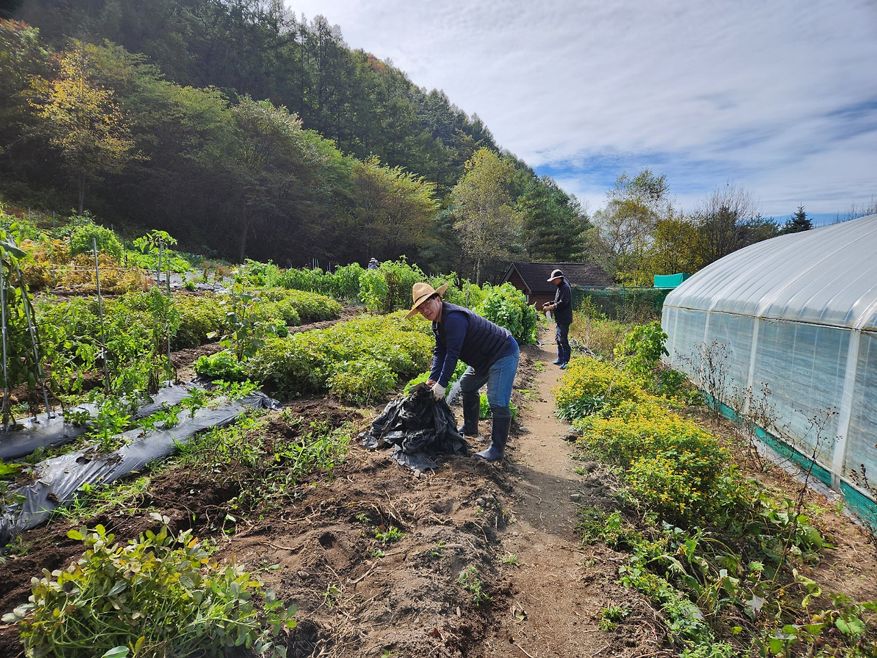 횡성 26주차 금요일_텃밭 멀칭비닐 벗기는 나_20221014_1665714503104.jpg