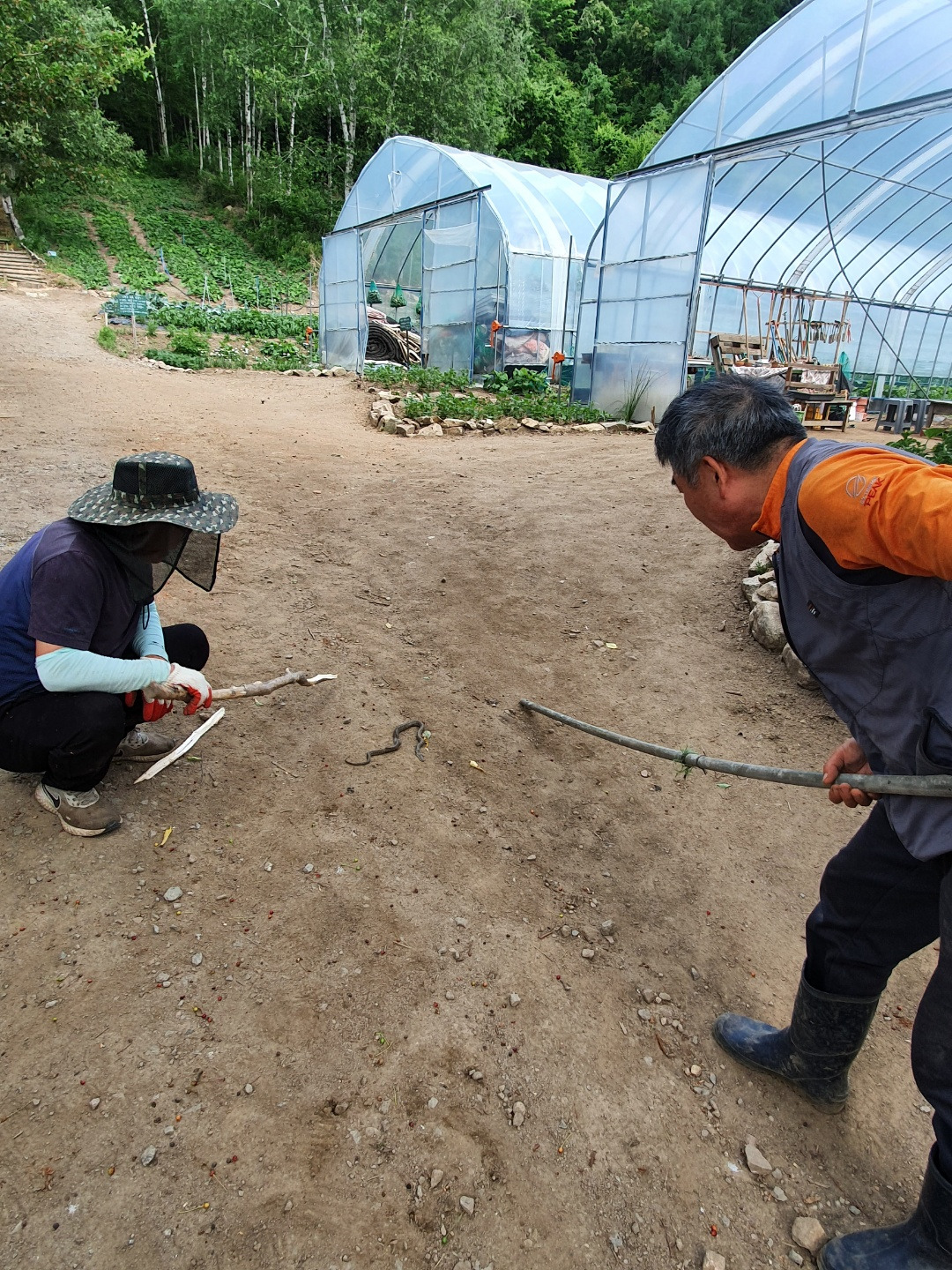 횡성 9주차_일요일_뱀 잡고 있는 대표님과 교장선생님_20220612_1654985002187.jpg