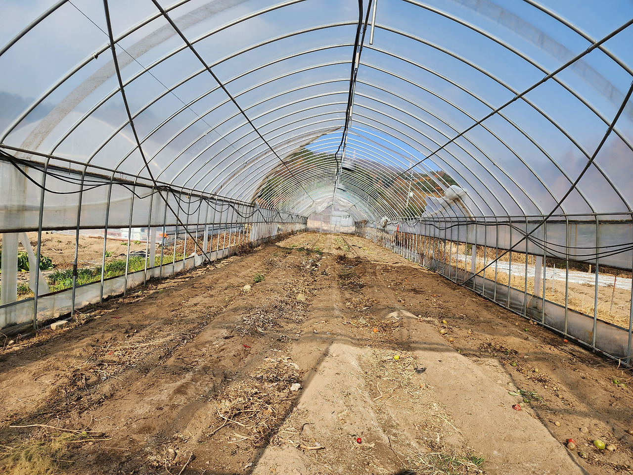 횡성 29주차 월요일_하우스 멀칭비닐과 점적관 제거 후 모습_2022110_135643.jpg