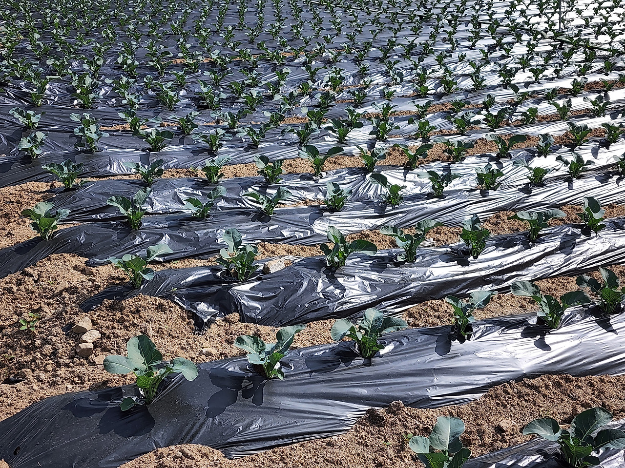 횡성 4주차 목요일_토마토 선도농가_브로컬리 밭_20220512_092602.jpg