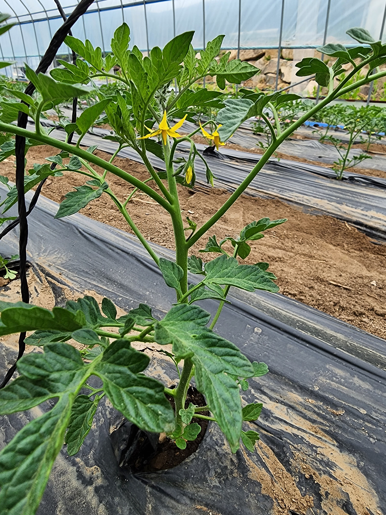 토마토 1화방이 생성된 모습_20230527_082404.jpg