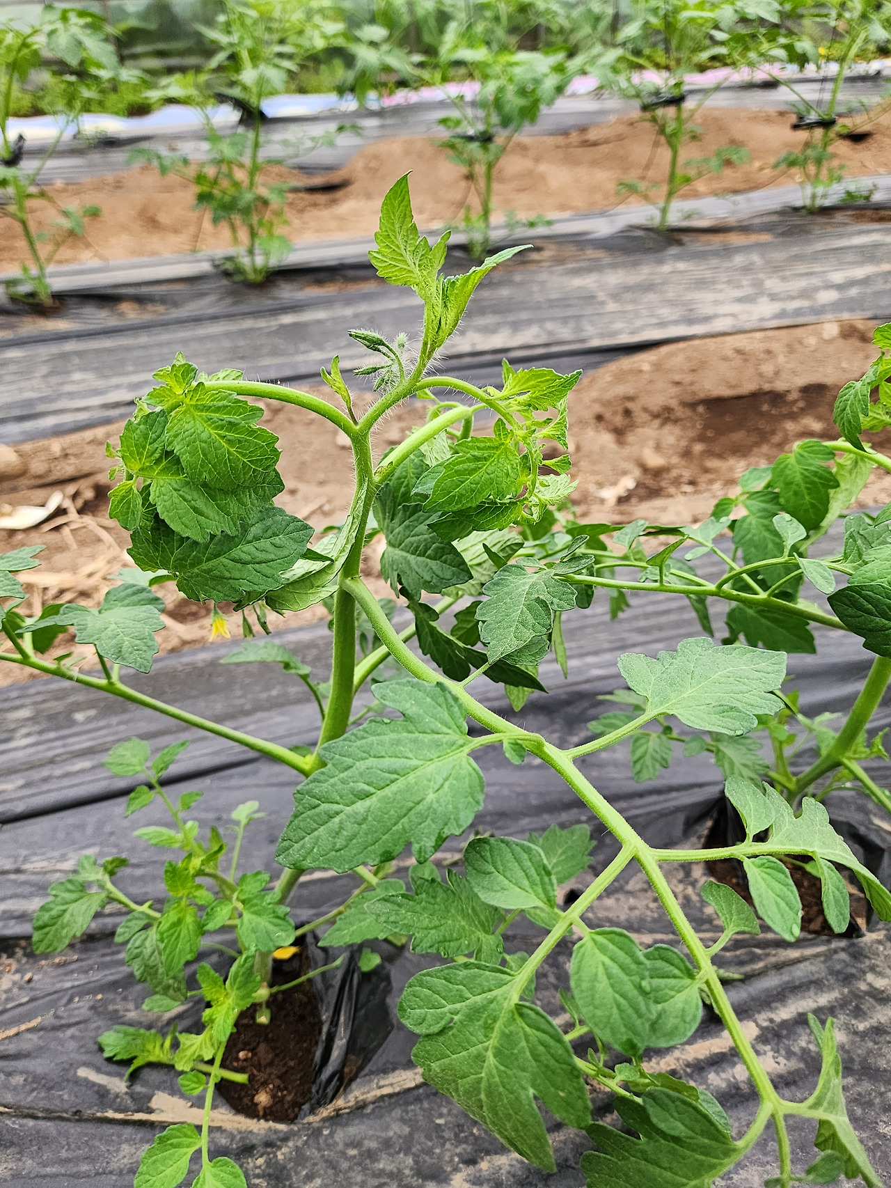 장인장모 여행시 내 토마토 하우스 모습_20230529_065828.jpg