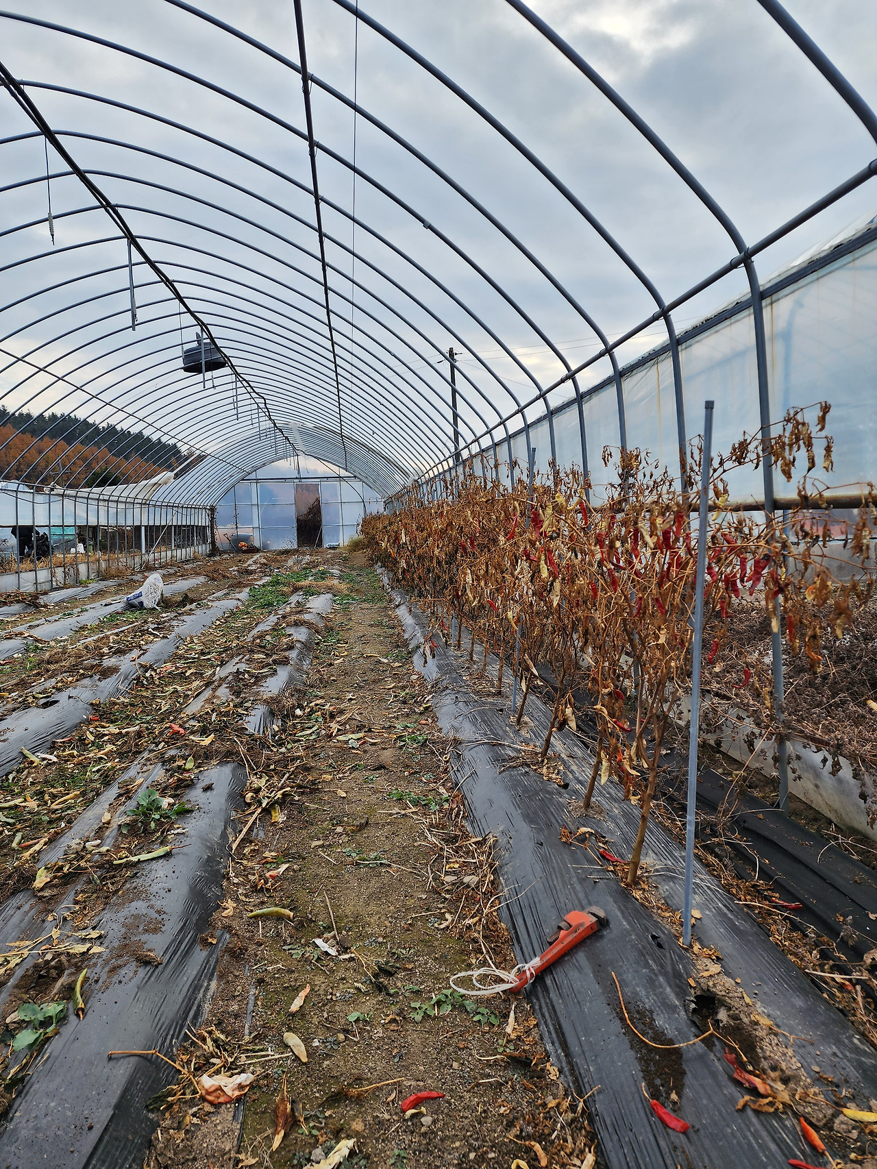 횡성 29주차 월요일_비닐하우스 정리중_20221107_153258.jpg
