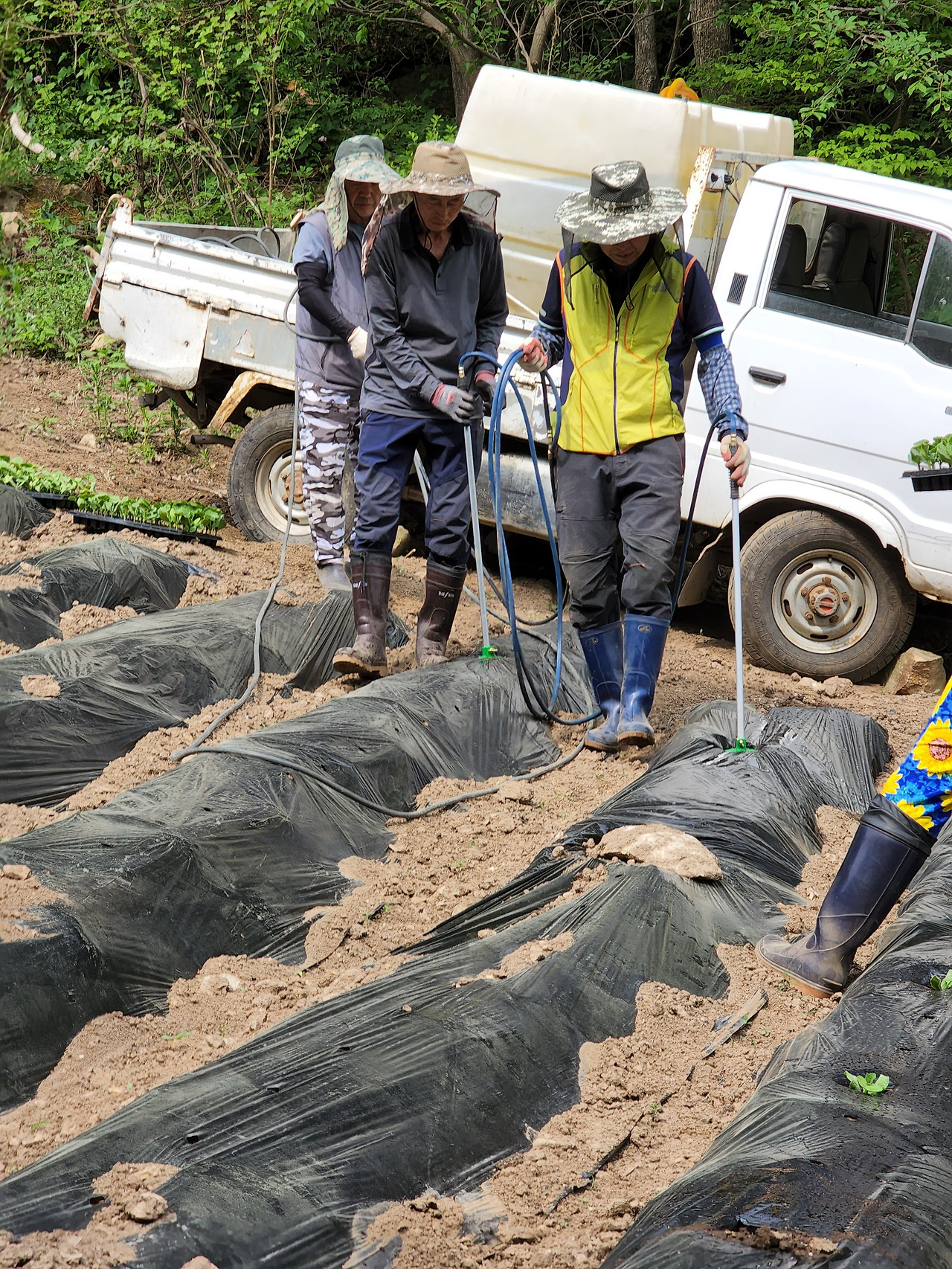 횡성 6주차_수요일_단호박 심기_물주는 모습_20220525_151248.jpg