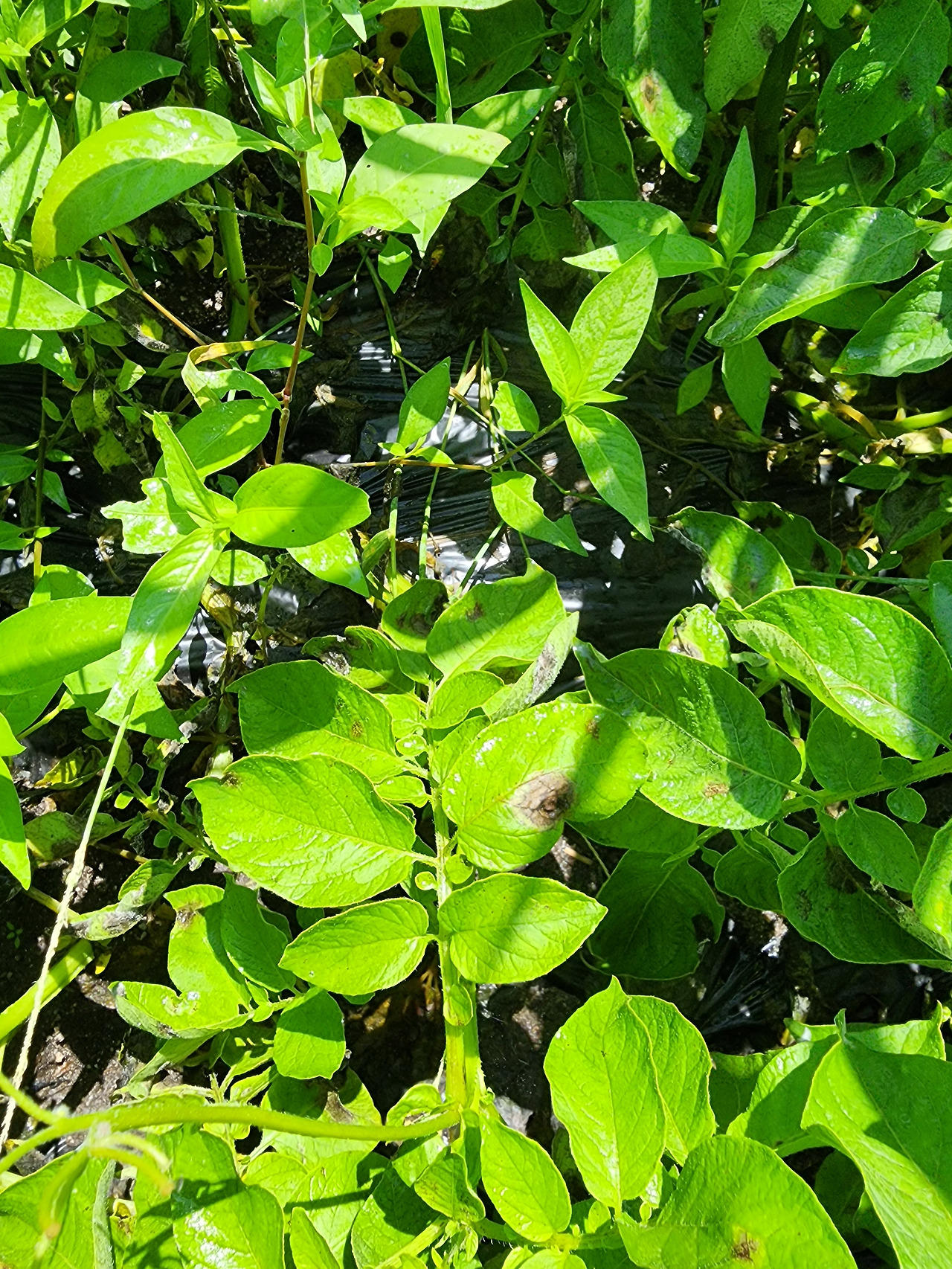 무름병이 든 감자 잎_20230701.jpg