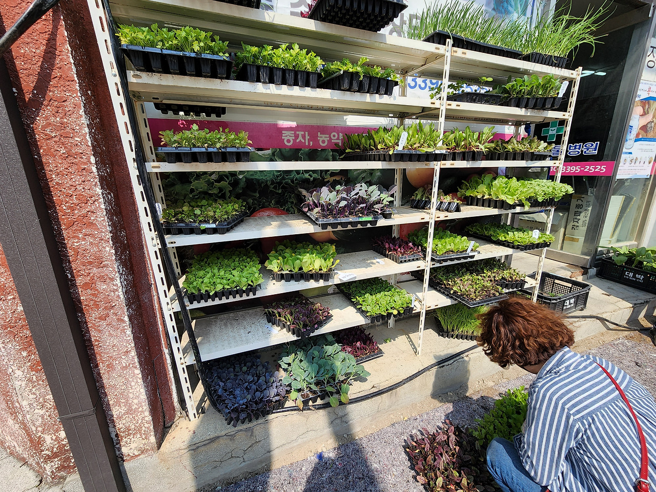 횡성 1주차_둔내 종묘상_종묘 구입 1_20220418_141536.jpg