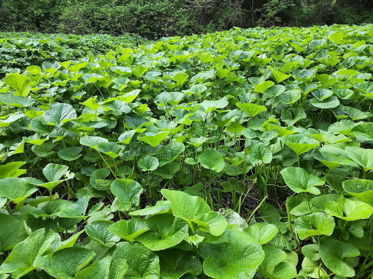 횡성 6주차_수요일_다시 살아난 곰취들_20220525_072722.jpg