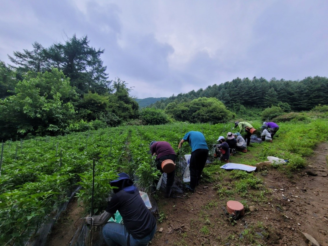 비오기 직전 꽈리고추 수확하는 동료들.jpg