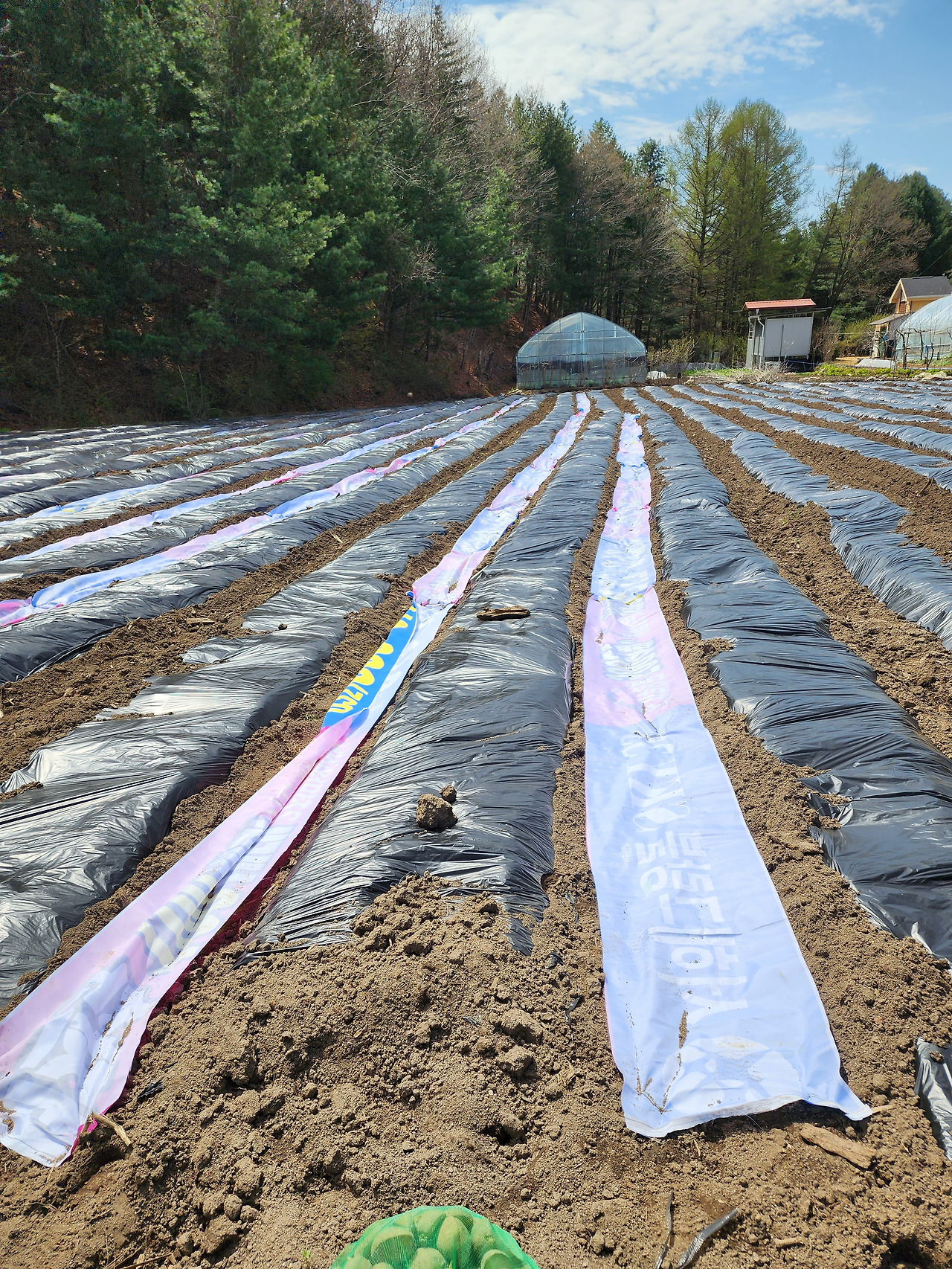 밭 고랑에 깔린 현수막들_20230422_104636.jpg