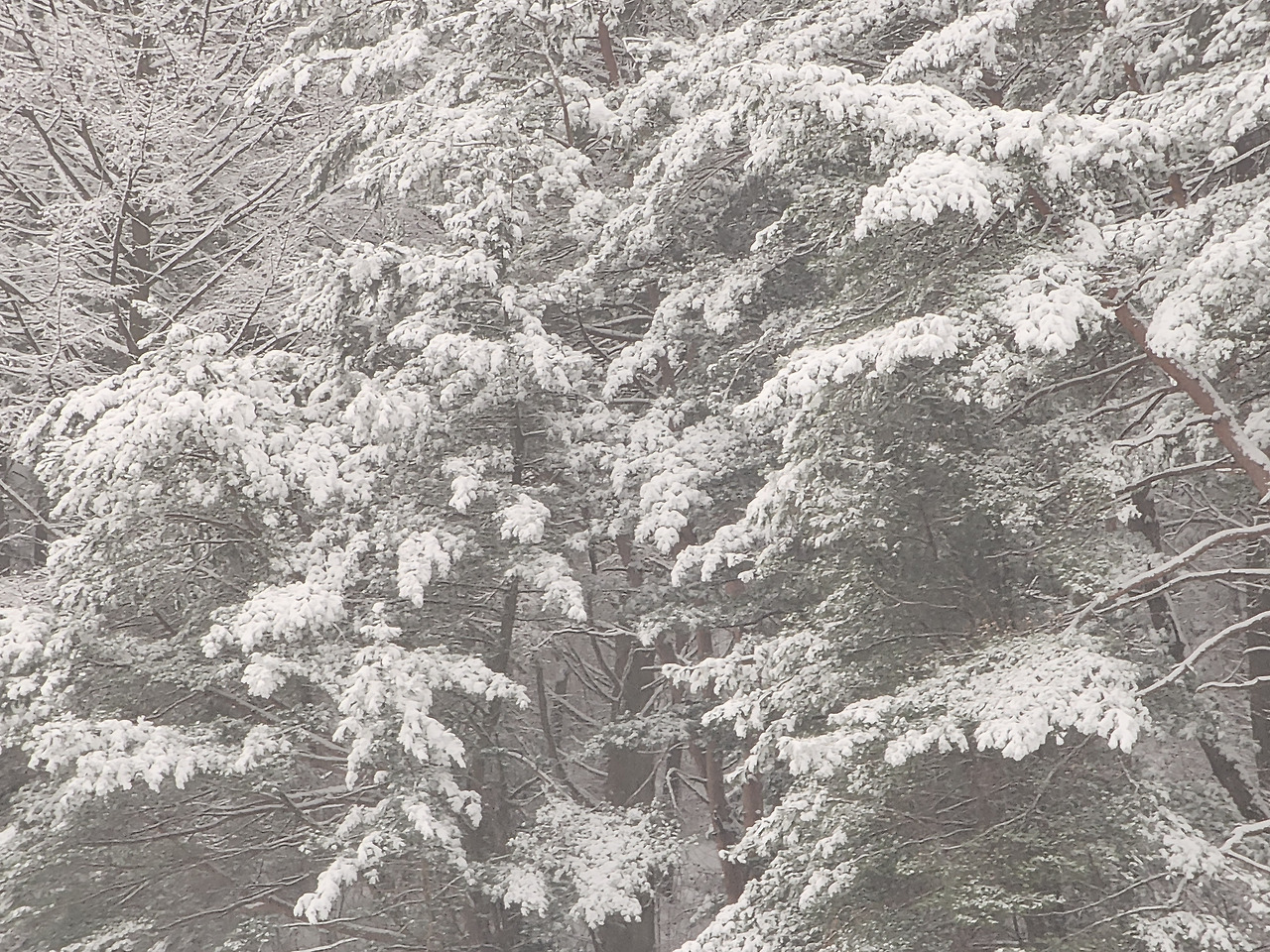 청태정 바비큐 파티_허총무 집 옆산 나무들의 눈덥힌 모습_20231230_170013.jpg