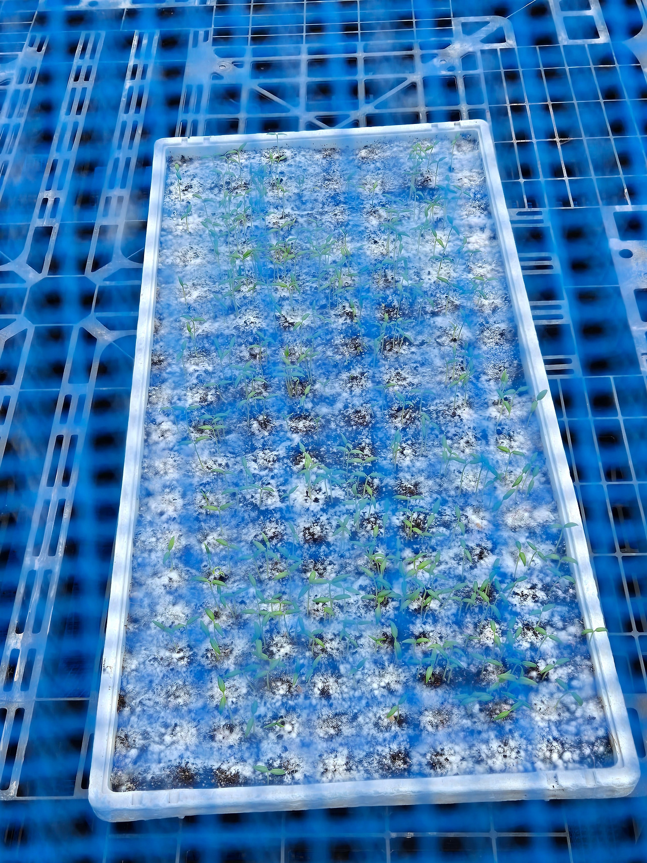 육묘판을 뒤덮은 하얀 곰팡이_20250305_110830.jpg