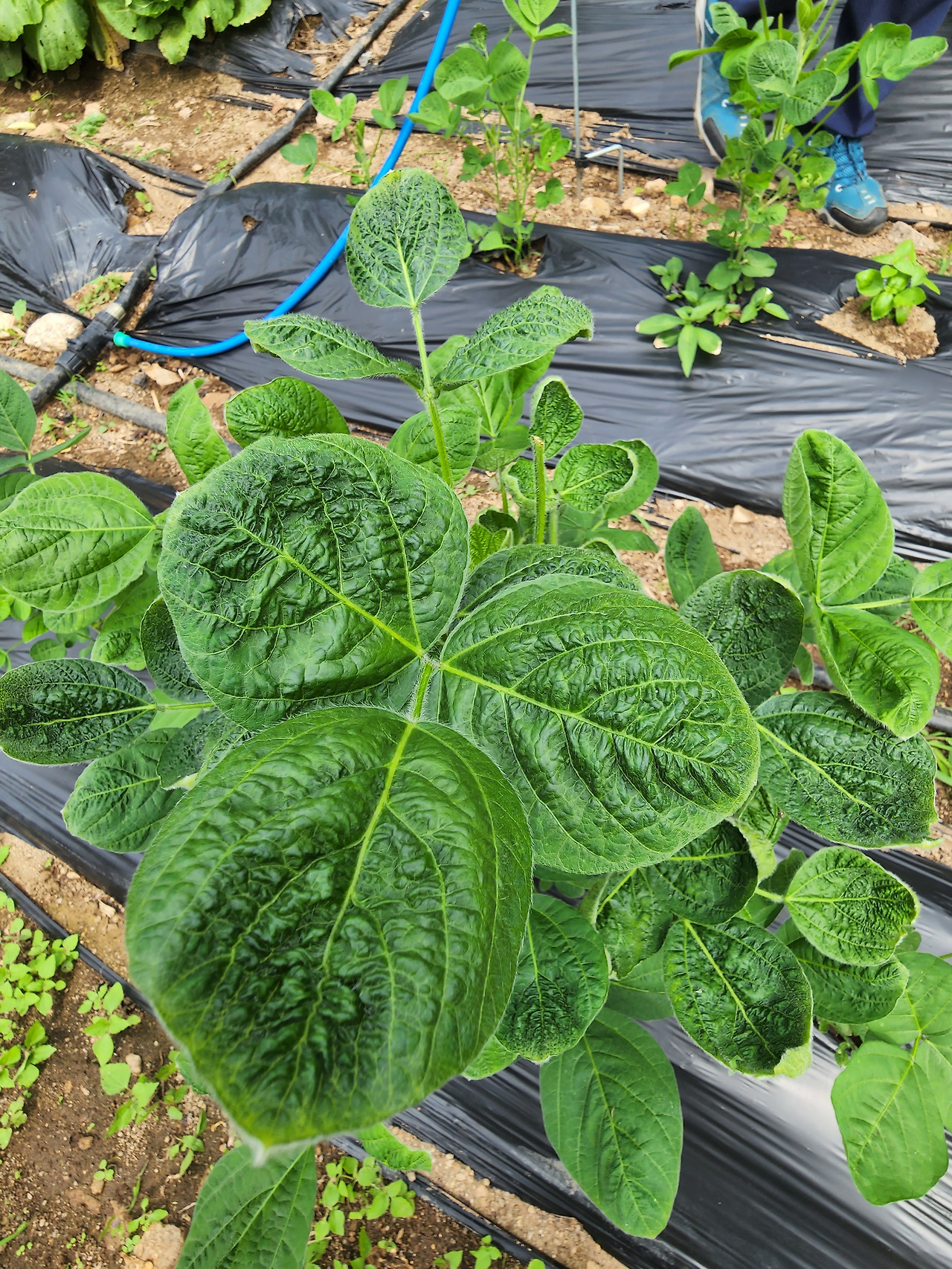 횡성 13주차 화요일_병충해 방제 강의_바이러스 걸린 고추잎_식물병원 원장_20220712_145556.jpg