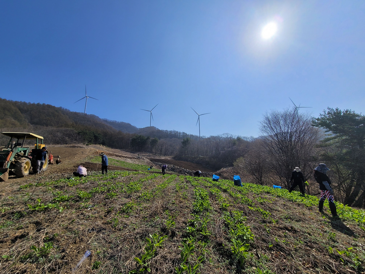 횡성 1주차 수요일_태기산 풍력발전기를 배경으로 한 명이나물 밭_20220420_1650444911207.jpg