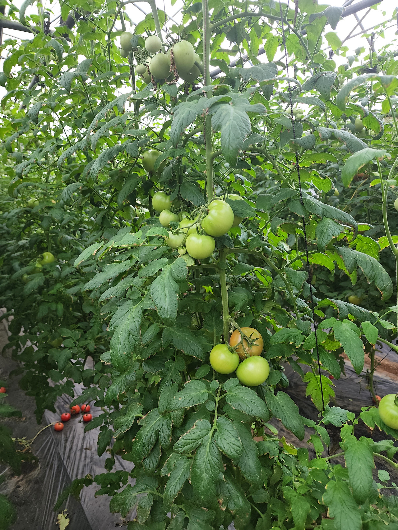 횡성 12주차 화요일_강사님 토마토 비닐하우스_20220705_173453.jpg