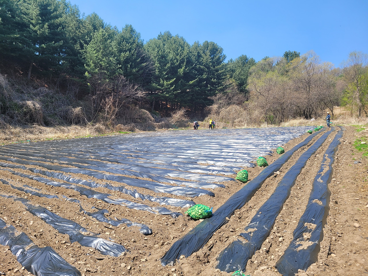 횡성 1주차 수요일_감자 심기_씨감자를 위치에 놓고 작업 시작_20220420_1650444922447.jpg