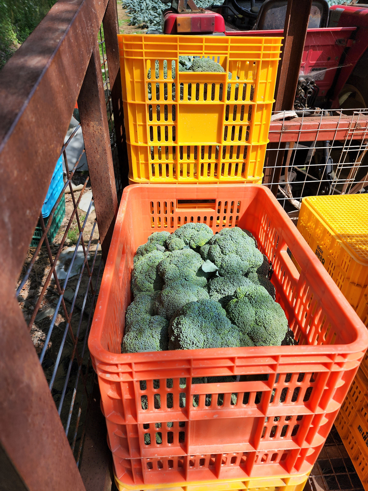 횡성 10주차_화요일_토마토와 브로컬리 선도농가에서 브로컬리 수확한 모습_20220621_150234.jpg