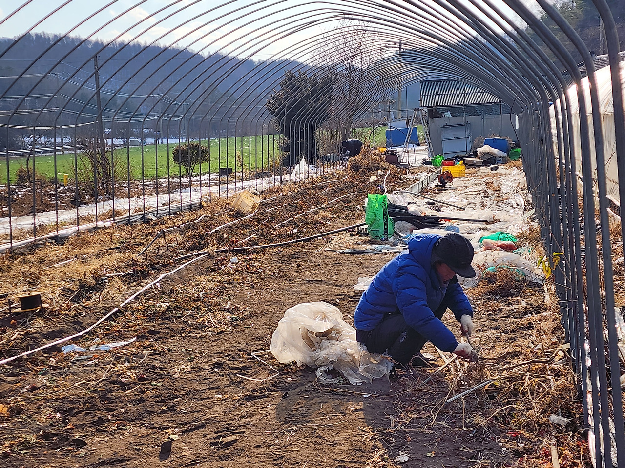 겨울나기_대표님 비닐하우스 분해하기_20221207_144017.jpg