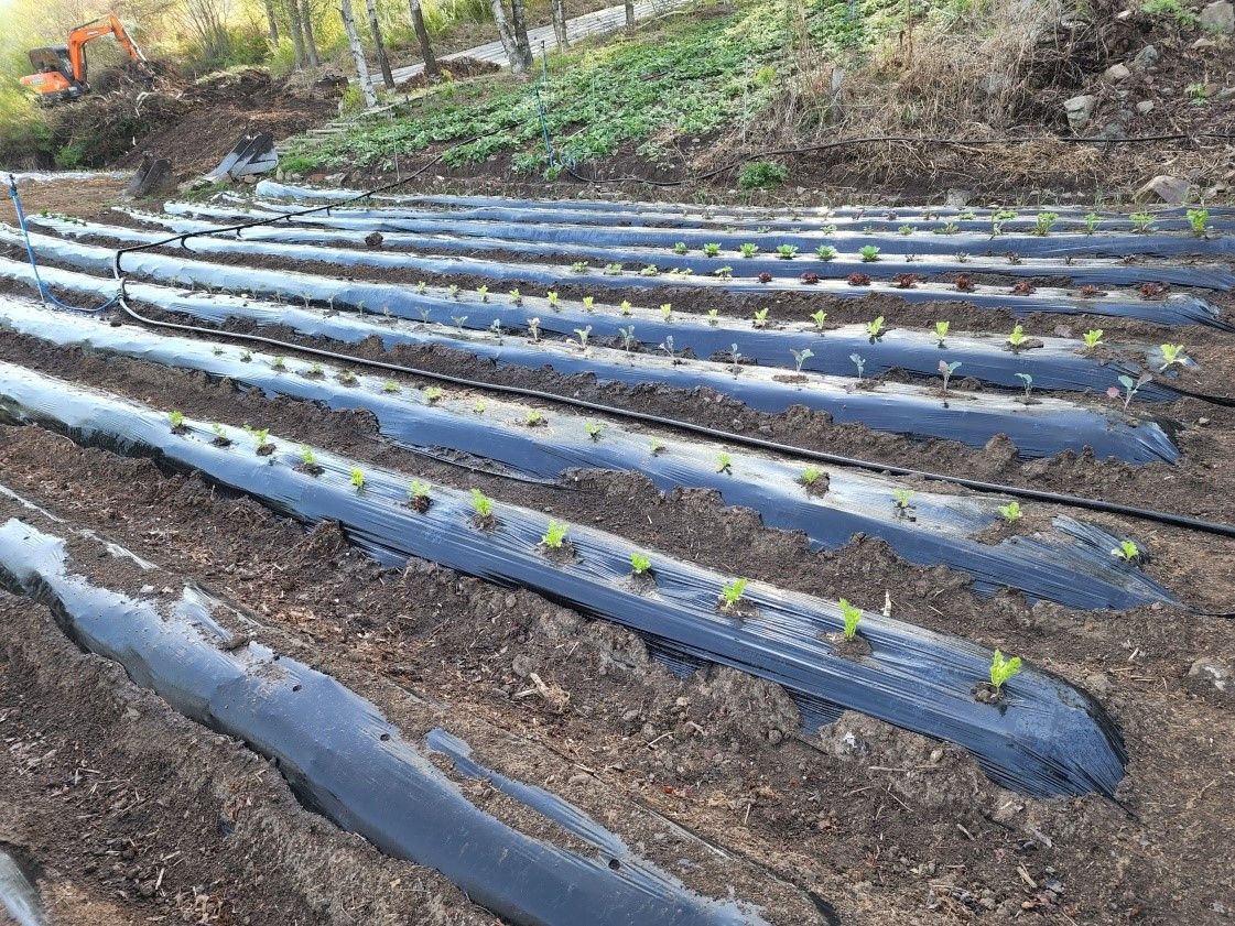 횡성 3주차 수요일_텃밭의 스프링쿨러 보조관 설치후 모습_20220504.jpg