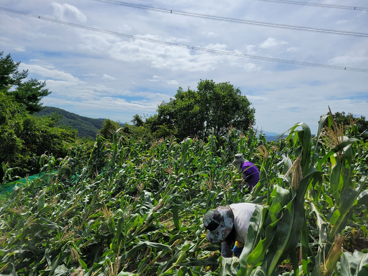 횡성 22주차 목요일_팀장님 밭 옥수수 수확하는 동료들_20220915_1663230117485.jpg