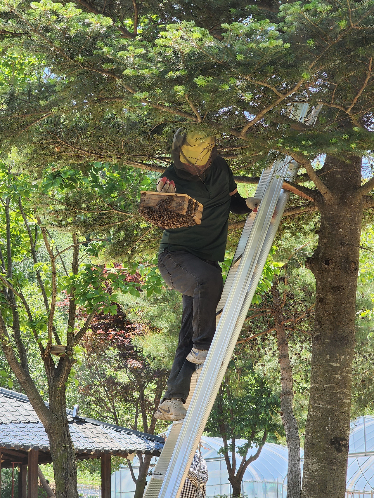 횡성 7주차_화요일_이사간 벌집을 들고 내려오는 대표님_20220531_114527.jpg