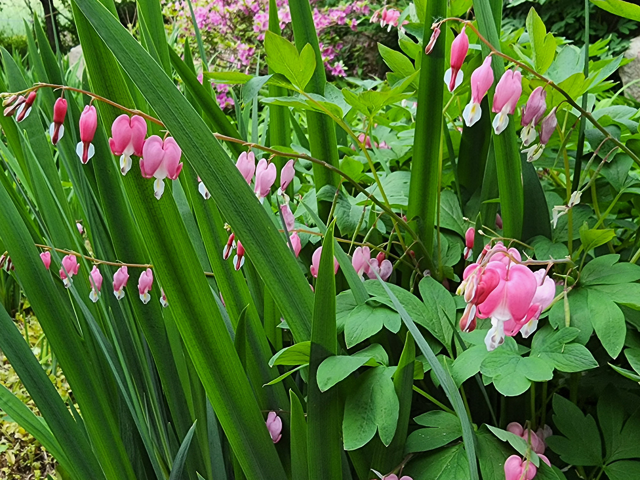 횡성 6주차_수요일_사랑채 뒤에 있는 금랑화_20220525_182655.jpg