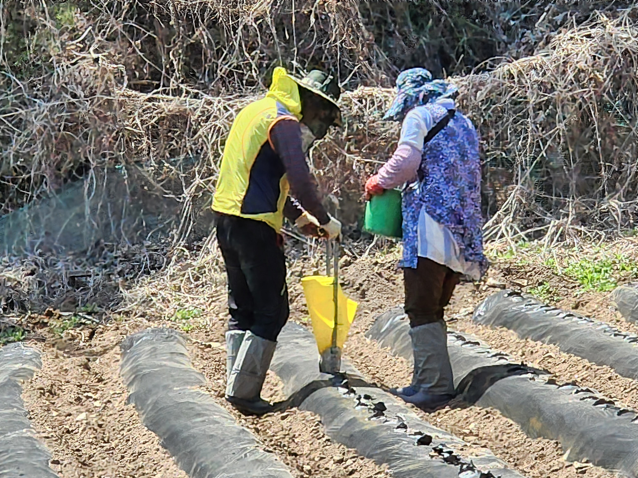 횡성 1주차 수요일_감자 심기_부부가 팀이 되어 감자 심기_20220420_132837.jpg