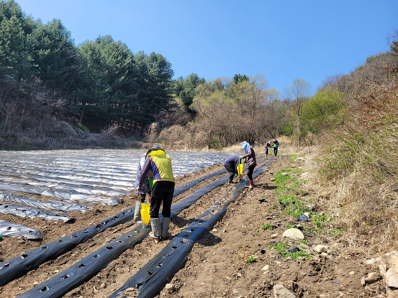 횡성 1주차 수요일_감자 심기_마지막줄 심는 모습_20220420_1650444910162.jpg