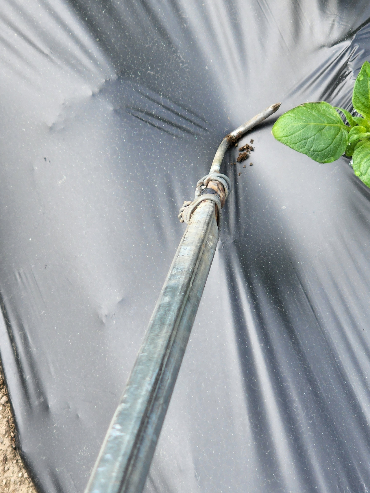 횡성 6주차_월요일_감자싹 꺼내기_작업 도구_20220523_081735.jpg