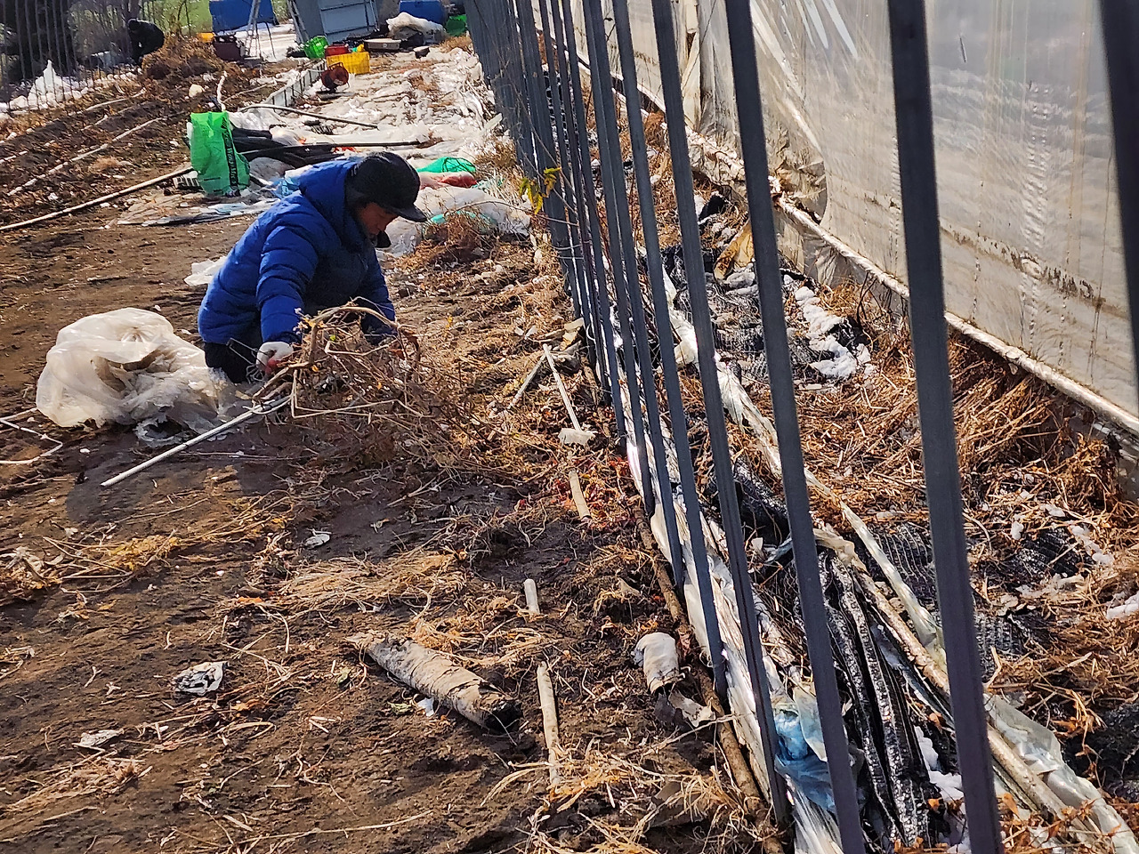 겨울나기_대표님 비닐하우스 분해하는 최선생님_20221207_144021.jpg