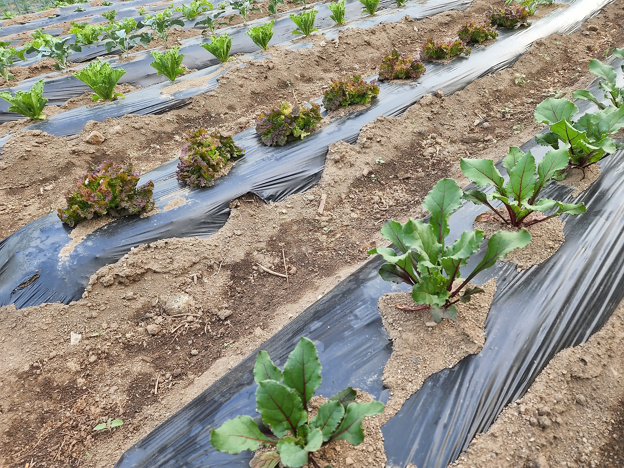 횡성 6주차_월요일_텃밭에서 자란 야채들_1_20220523_072626.jpg