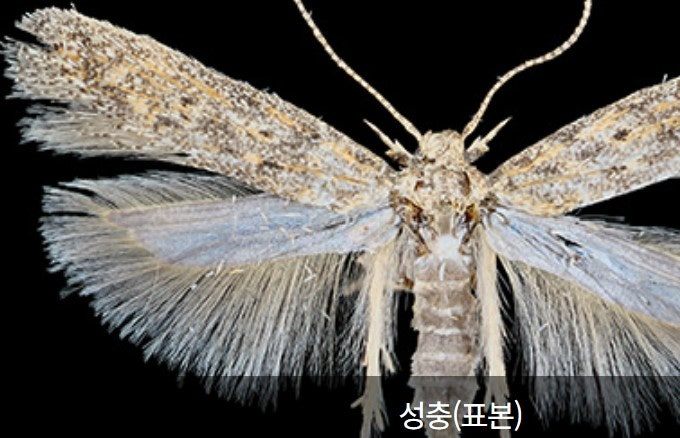 토마토 뿔나방 성충의 모습_20241012.jpg