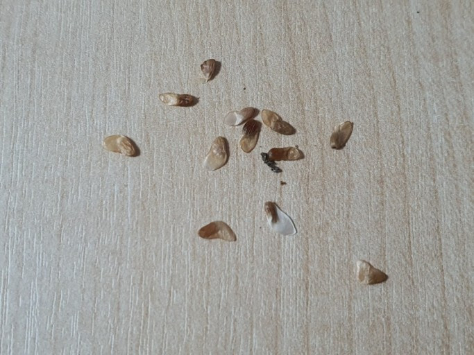 횡성 11주차 목요일_더덕 씨 사진_20220629_050614.jpg