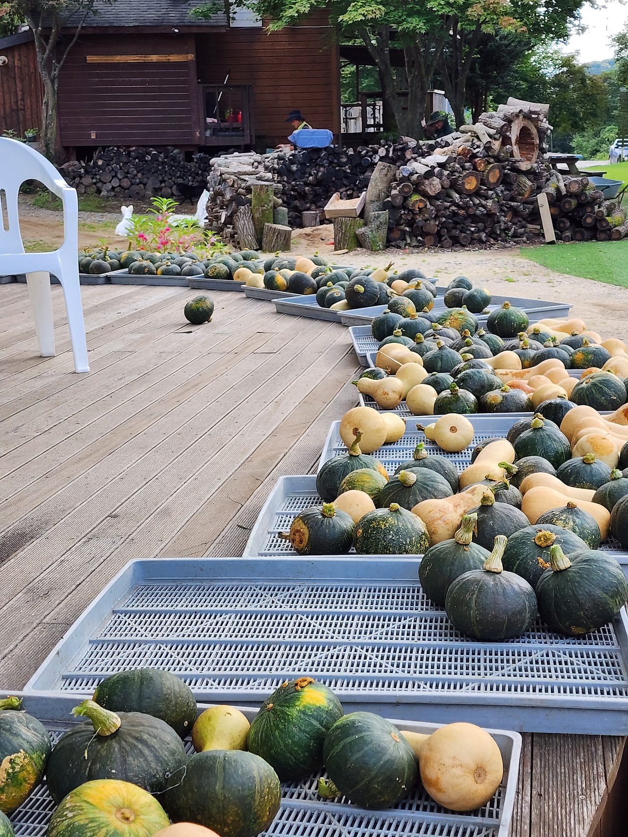 횡성 20주차 목요일_씻어서 말리고 있는 호박들_20220901_171133.jpg