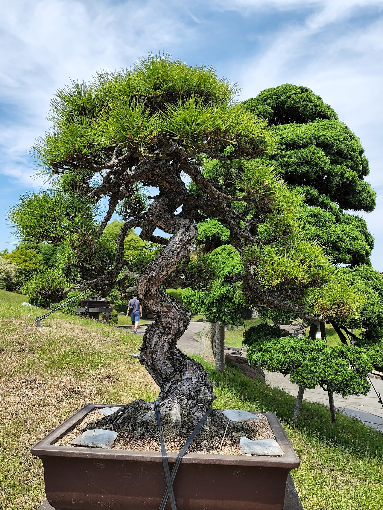 횡성 5주차 월요일_제주 여행 4일차_생각하는 정원에서_아름다운 해송 분재_20220516_135621.jpg