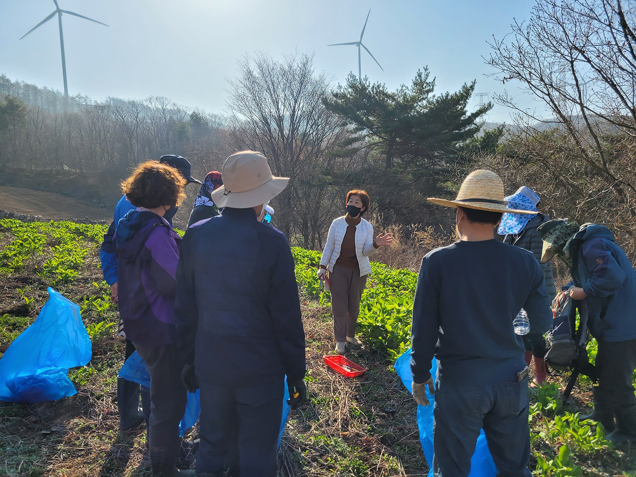 횡성 1주차 수요일_명이나물 캐기_나물 캐는 방법을 설명하는 산채마을 사모님_20210420_1650444910359.jpg