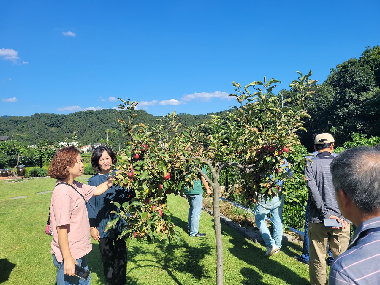 횡성 23주차 수요일_원주 배영국사장님 전원주택 방문_마당의 사과나무_20220921_1663757688372.jpg