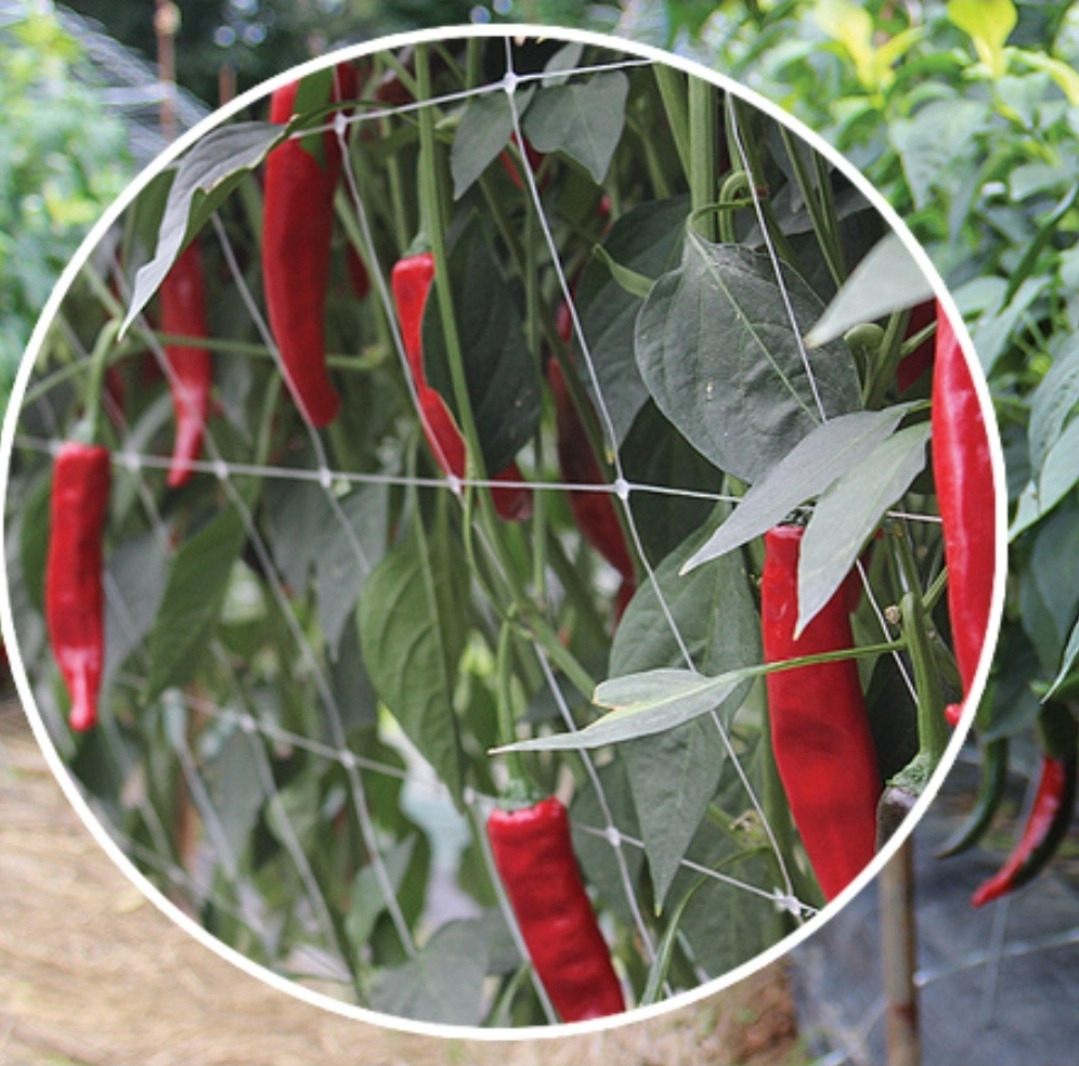 고추그물망 사진_20251015.jpg