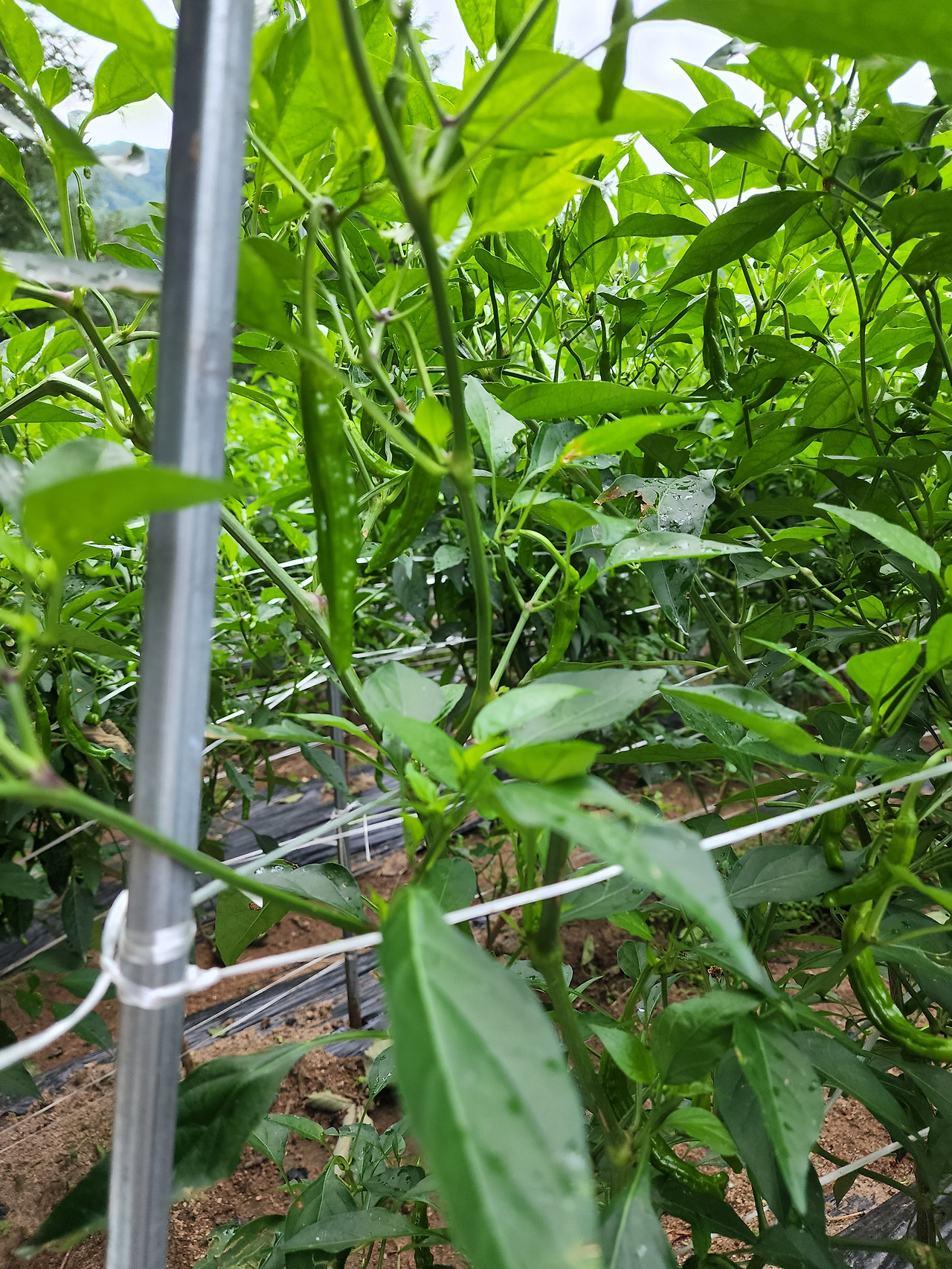 횡성 20주차 월요일_얇고 단단해진 꽈리고추_20220829_075537.jpg