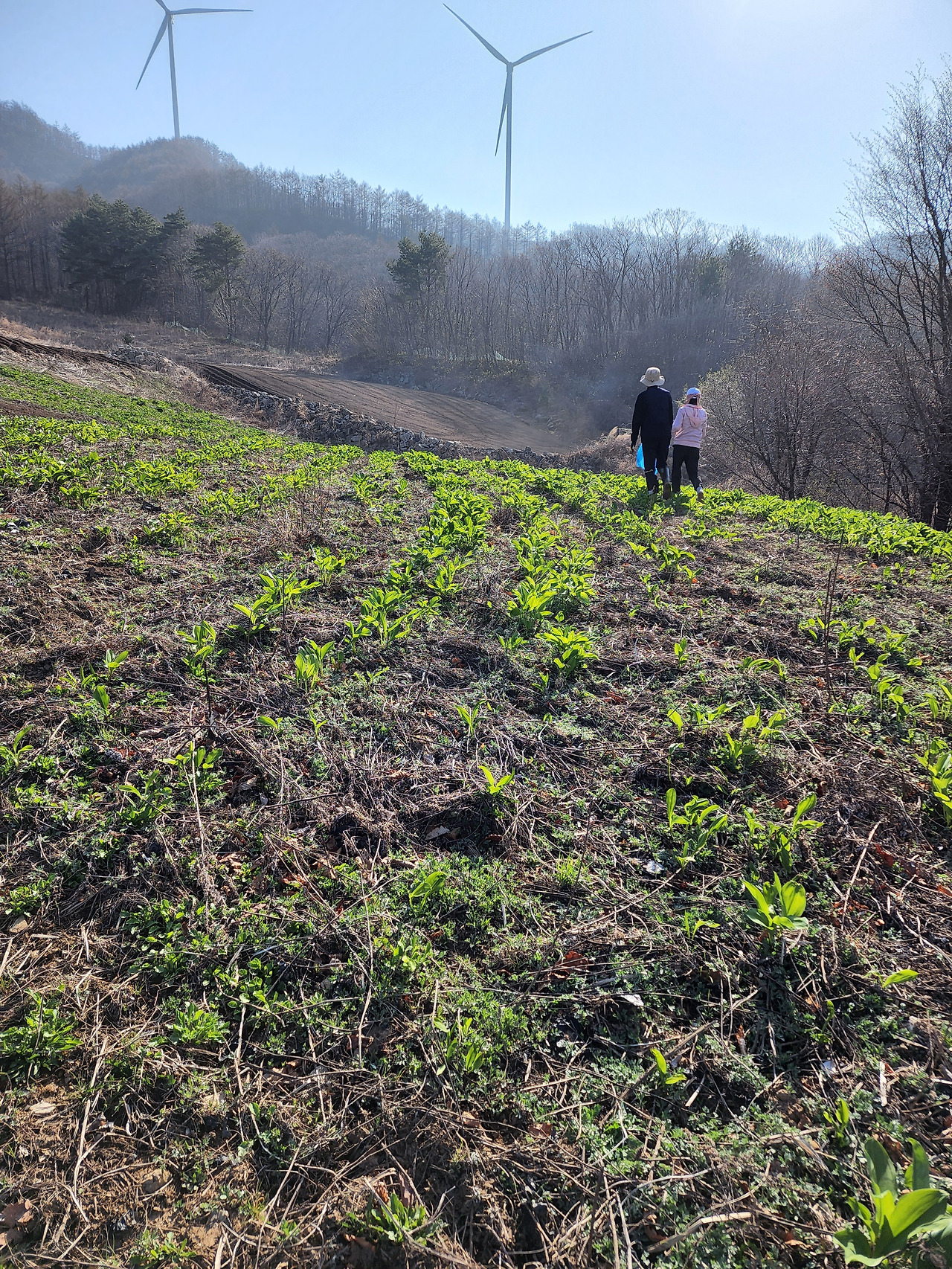 횡성 1주차 수요일_명이나물 캐기_두사람씩 캐기 시작_20220420_081731.jpg