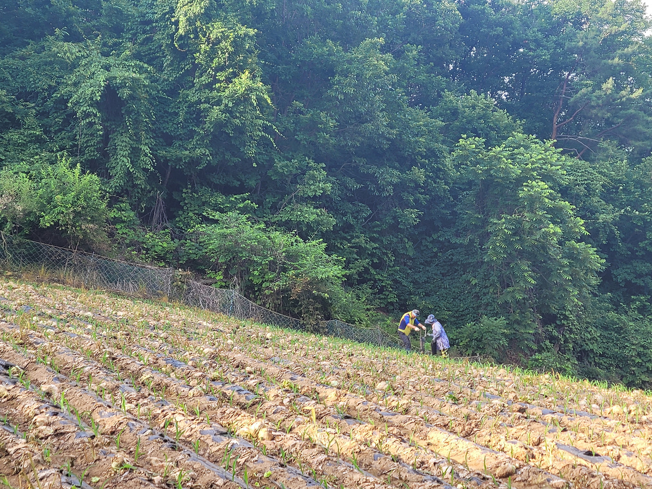 횡성 10주차 목요일_송사장 옥수수 정식_두번째 밭 정식하는 최선생님 부부_20220623_1655967586843.jpg