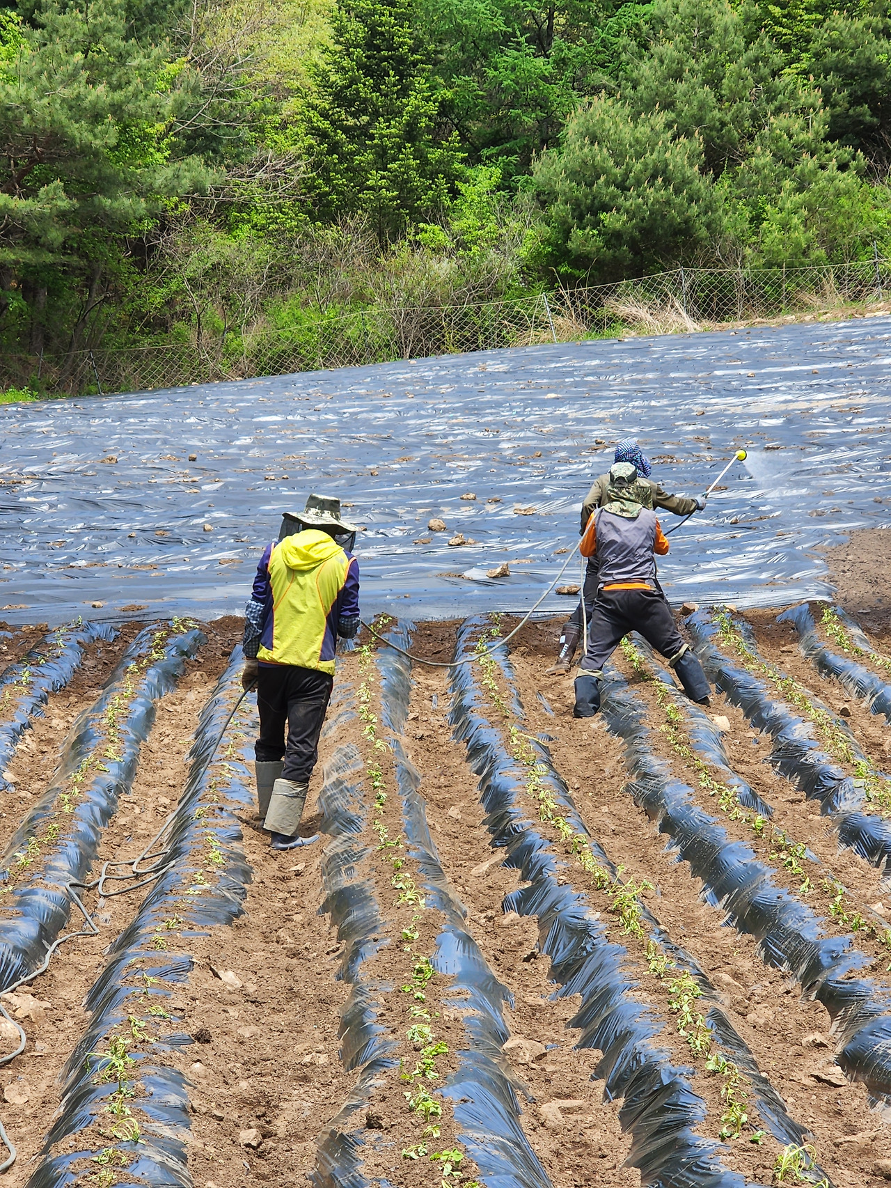 횡성 4주차 화요일_고구마 정식 하루후 물주기_20220510_111551.jpg