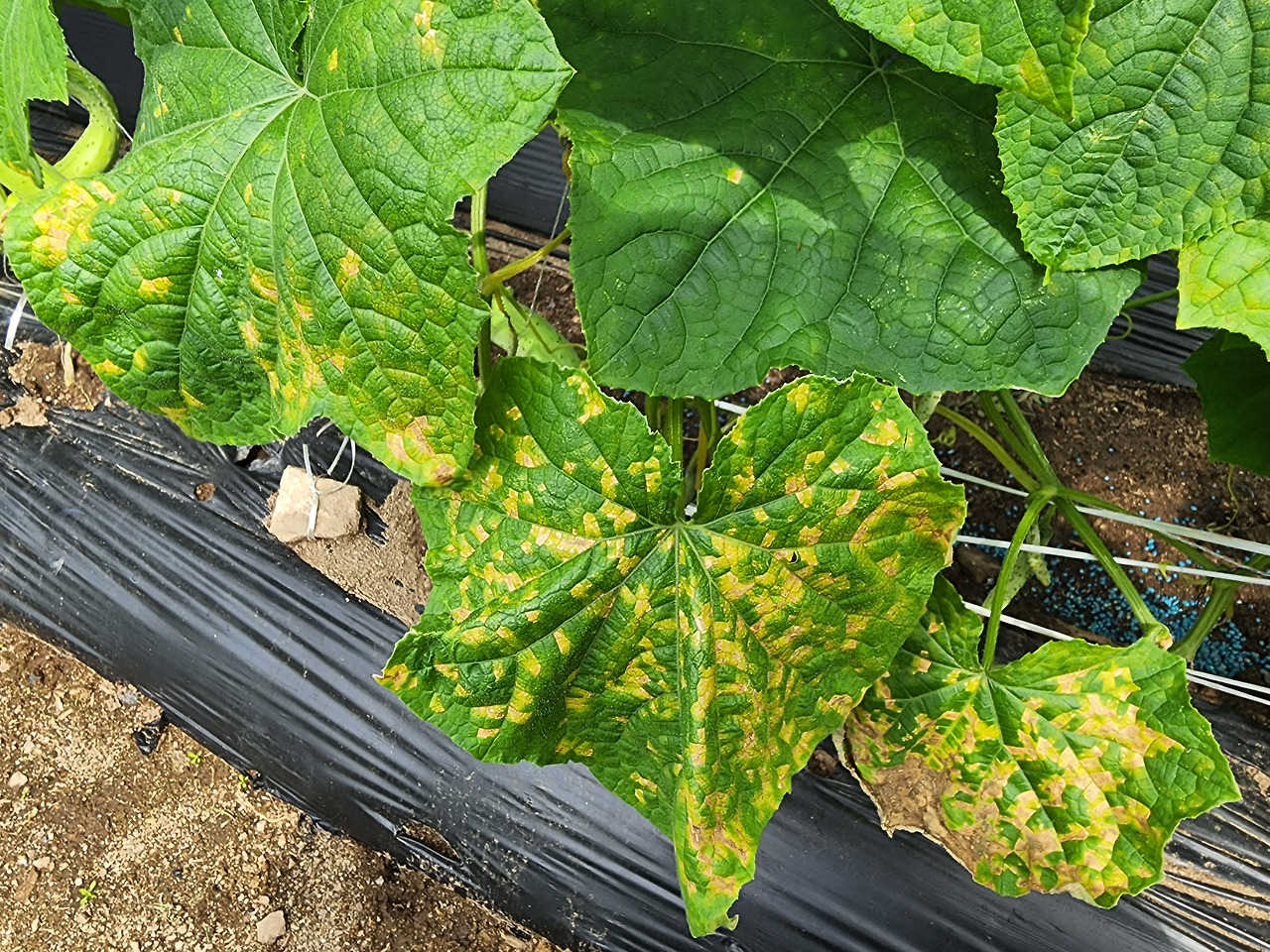 횡성 13주차 화요일_병충해 방제 강의_노린재 걸린 오이잎_식물병원 원장_20220712_150846.jpg