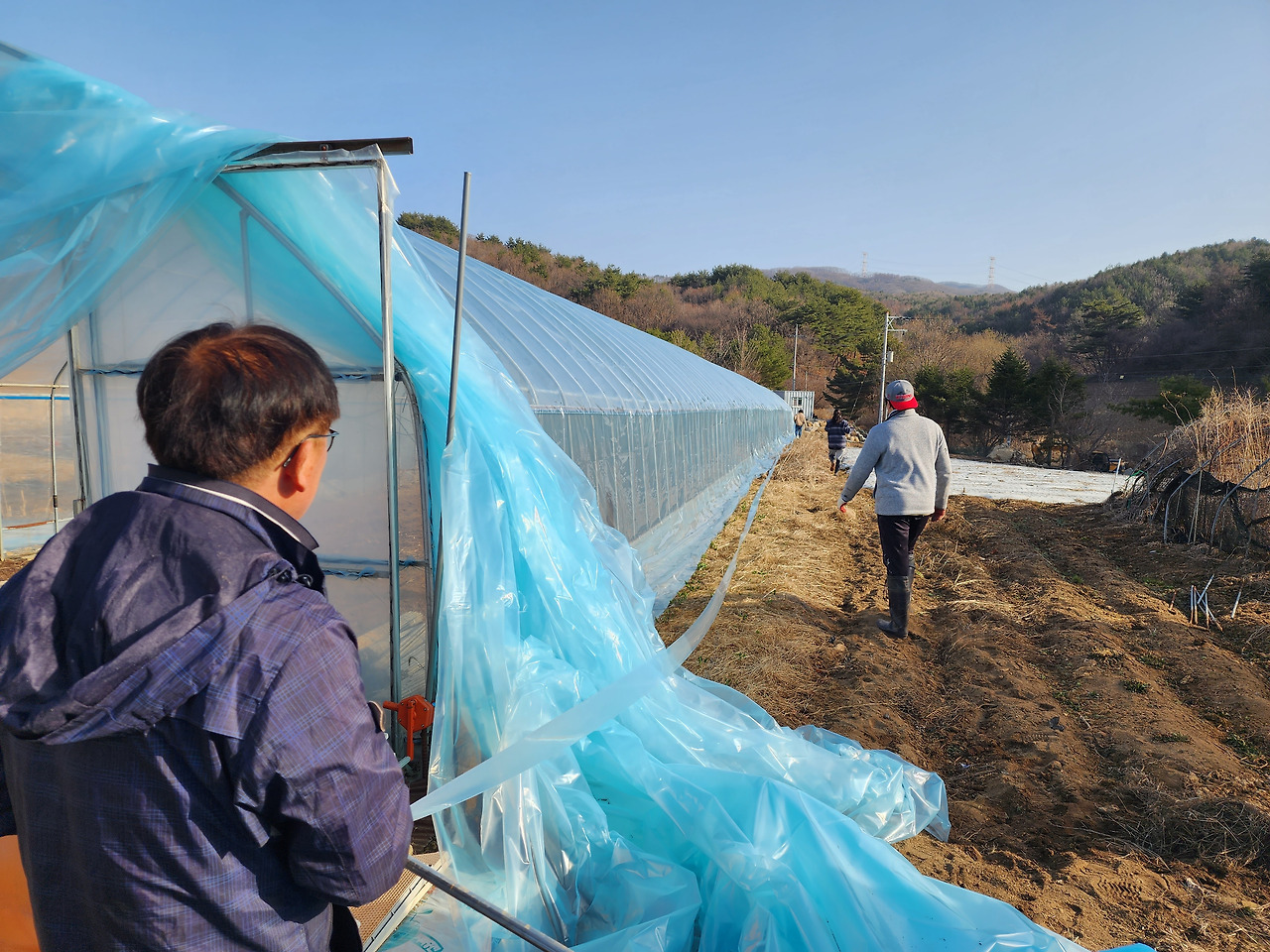 비닐하우스 천장 비닐씌우기_띠지 작업하는 동료들_20230322_082923.jpg