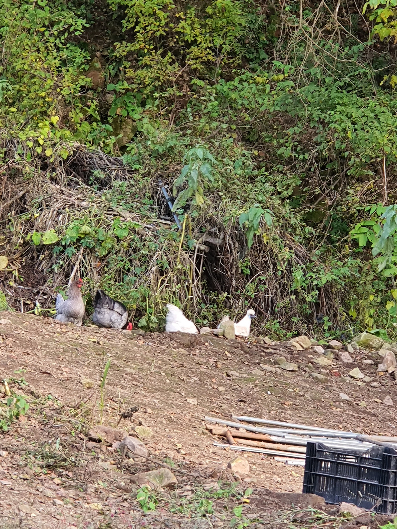 횡성 26주차 금요일_닭장으로 되돌아온 닭들_20221014_1665735668804.jpg