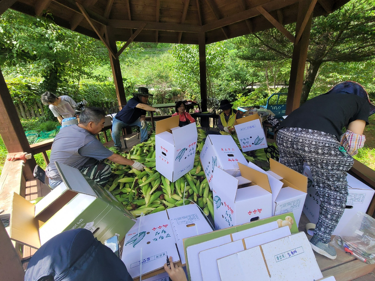 횡성 18주차 수요일_강원 mbc 촬영_옥수수 박스 포장작업_20220817_1660723429535.jpg