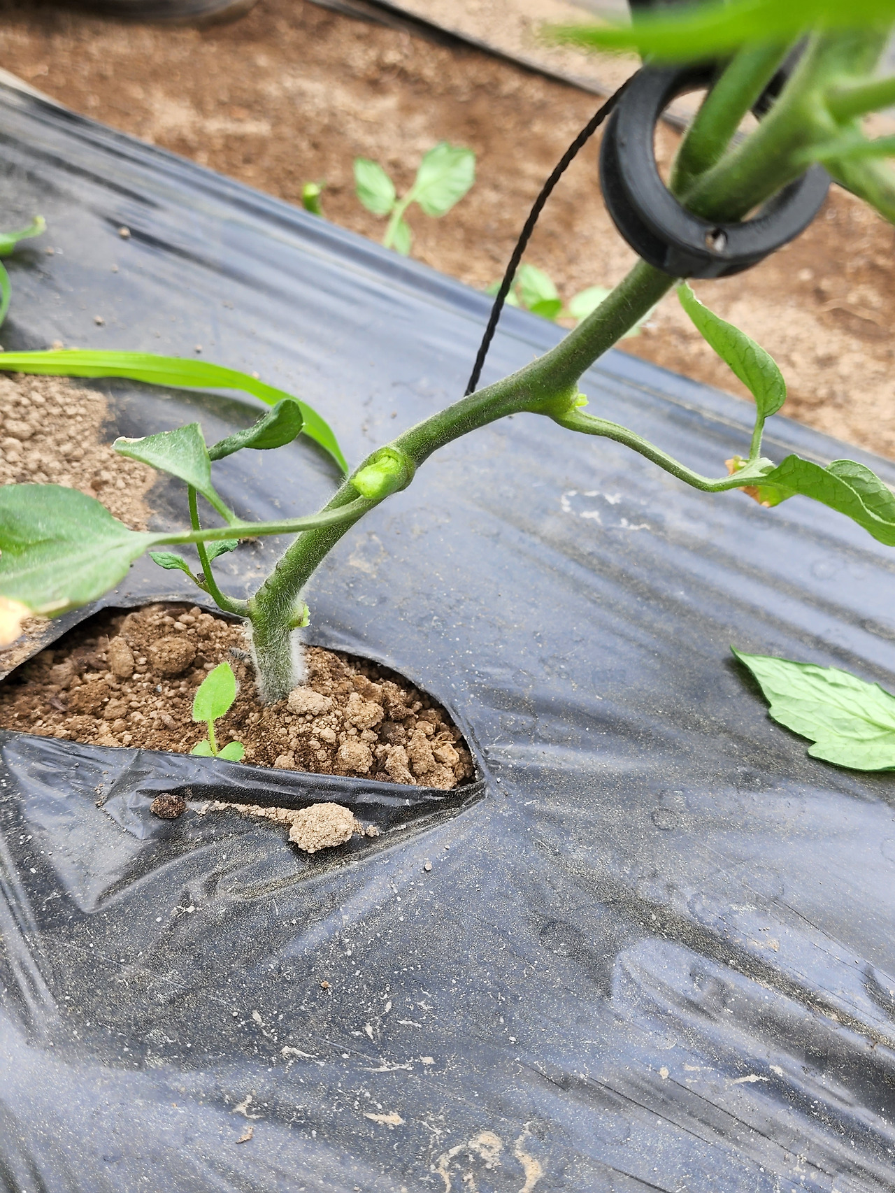 횡성 6주차_목요일_곁순 따낸 토마토_20220526_144506.jpg